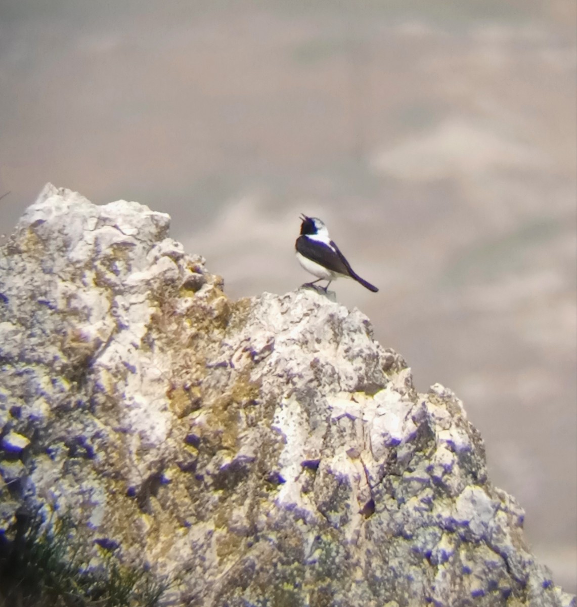 Finsch's Wheatear - ML571215851