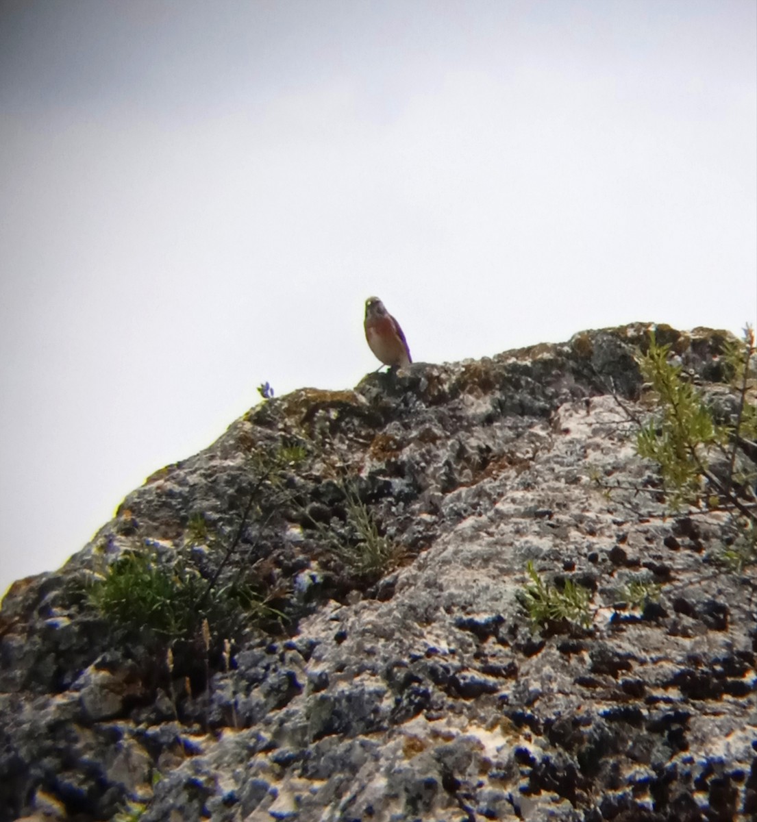 Eurasian Linnet - Elman İmanov