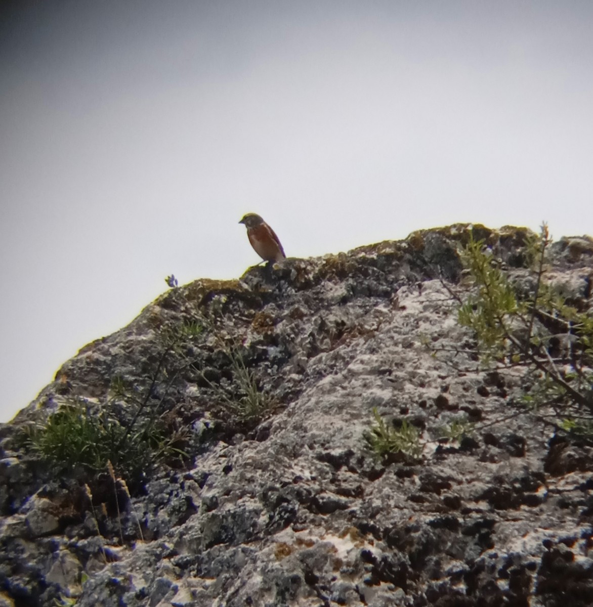 Eurasian Linnet - Elman İmanov