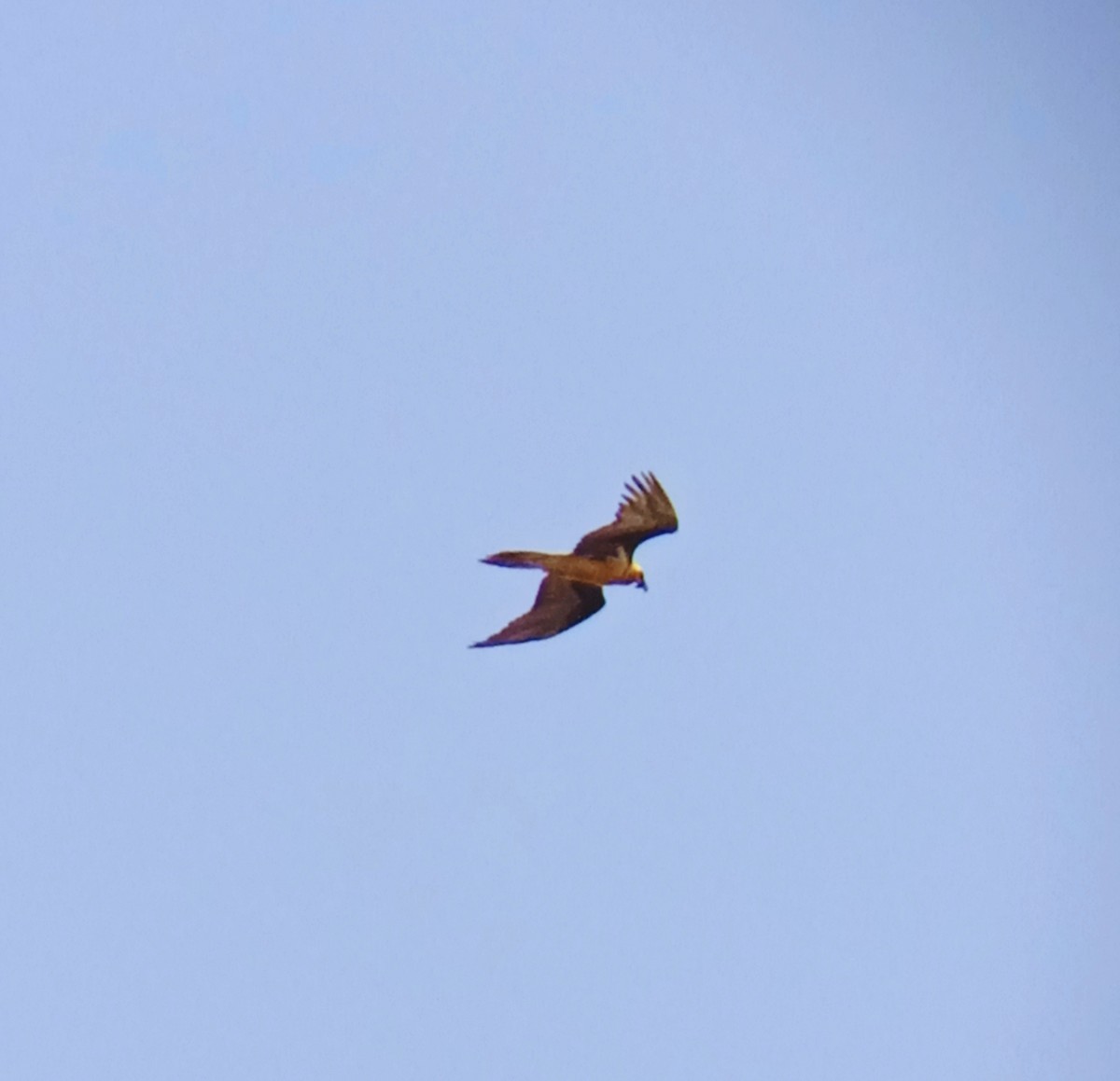 Bearded Vulture - ML571216291