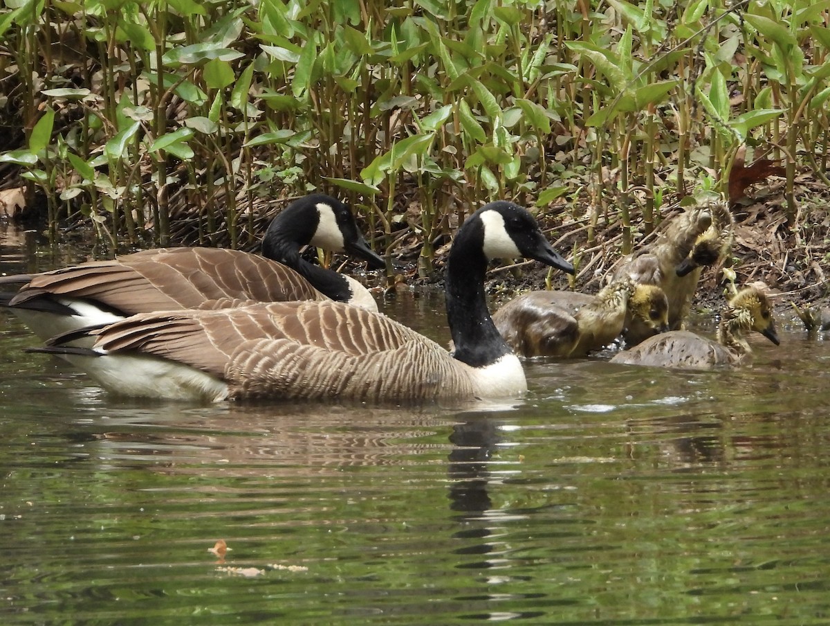 Canada Goose - ML571216311