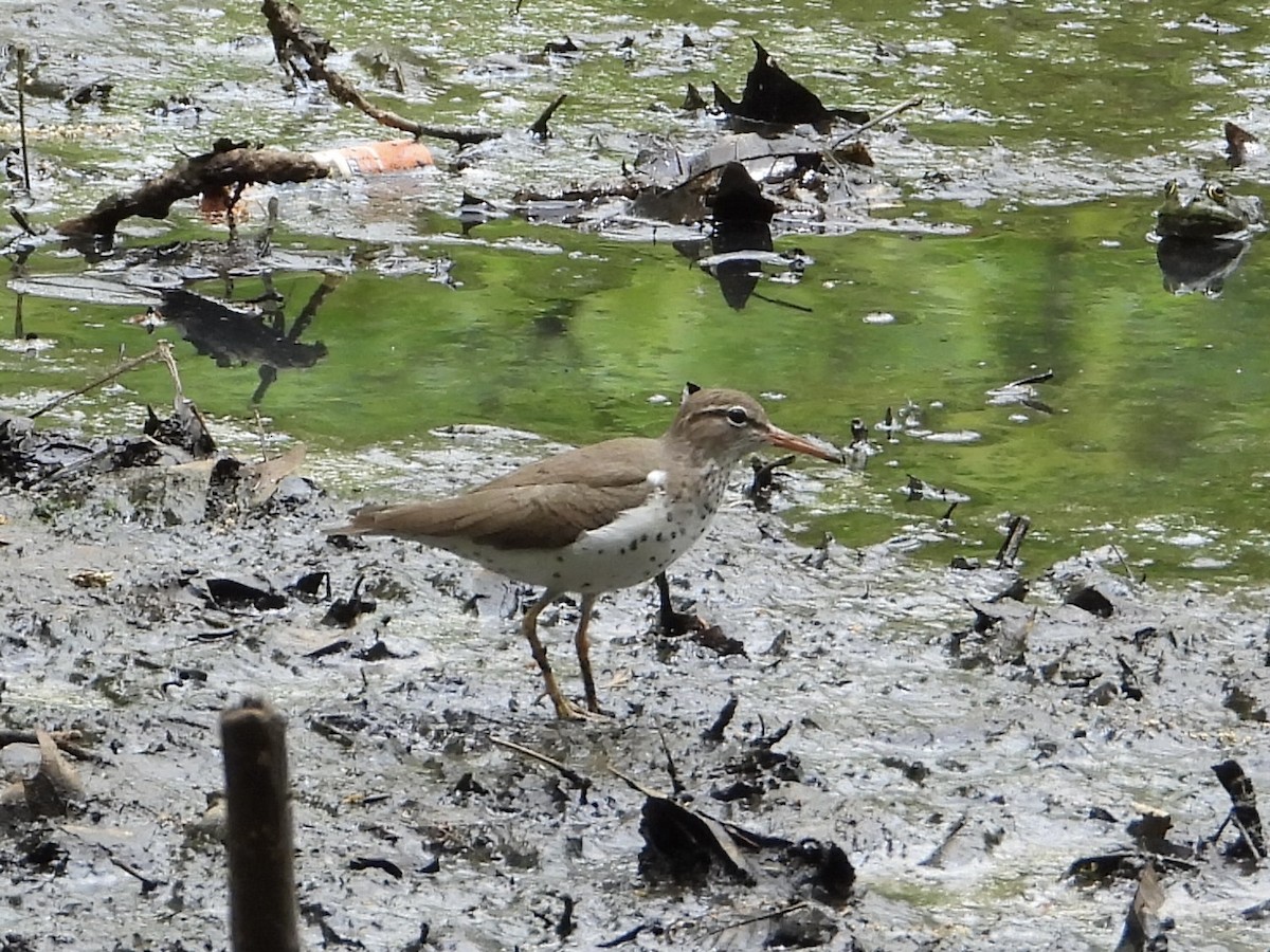 Spotted Sandpiper - ML571216391