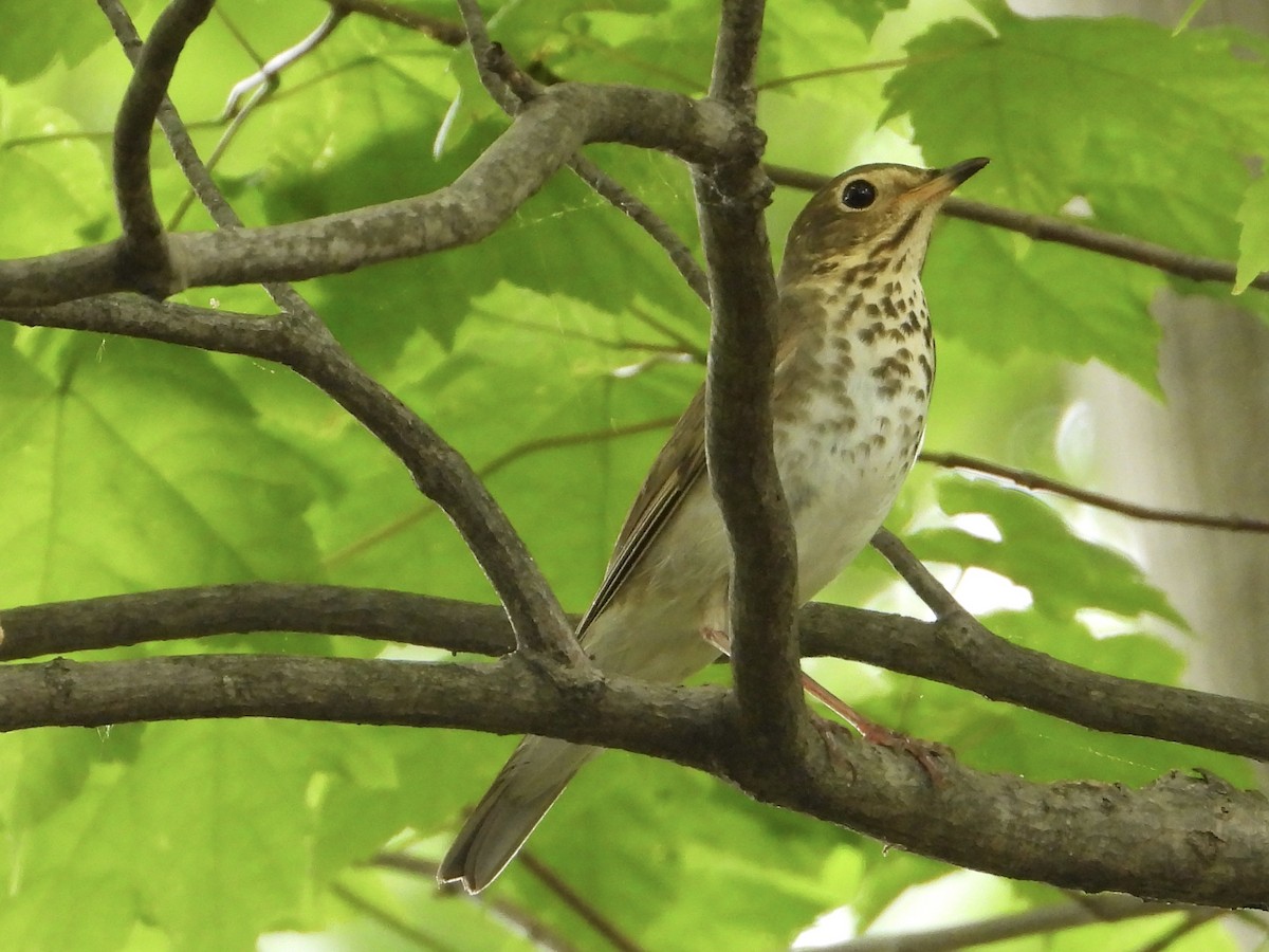 Swainson's Thrush - ML571216471