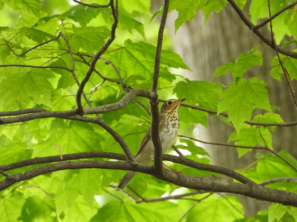 Swainson's Thrush - ML571216491