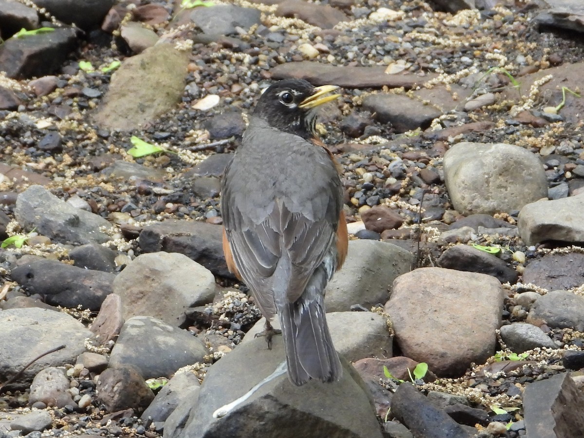 American Robin - ML571216581