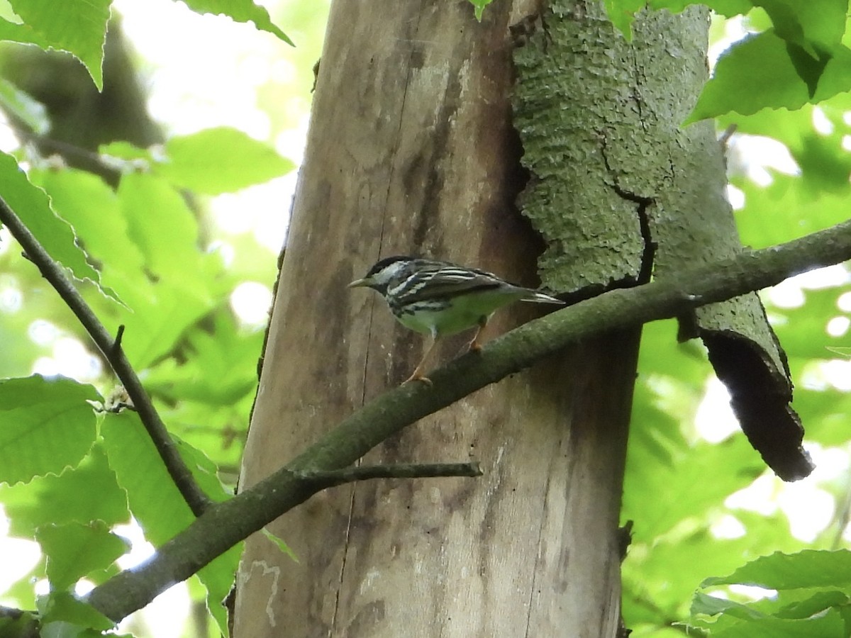 Blackpoll Warbler - ML571216911