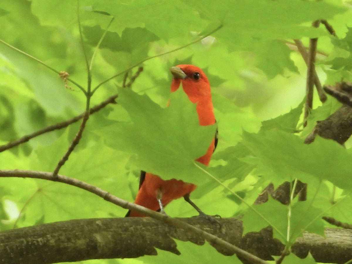 Scarlet Tanager - ML571217171