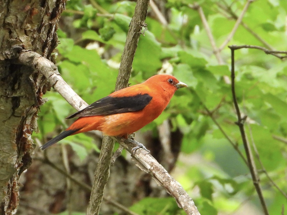 Scarlet Tanager - ML571217181