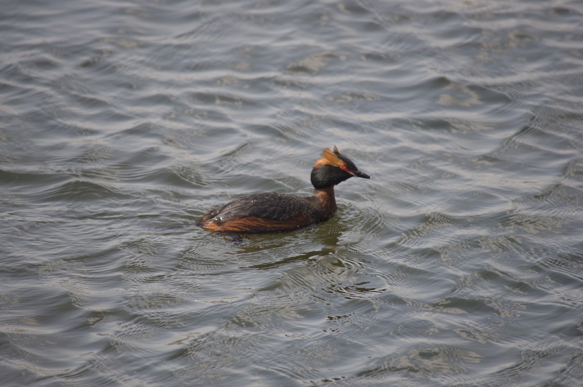 Horned Grebe - ML571217521