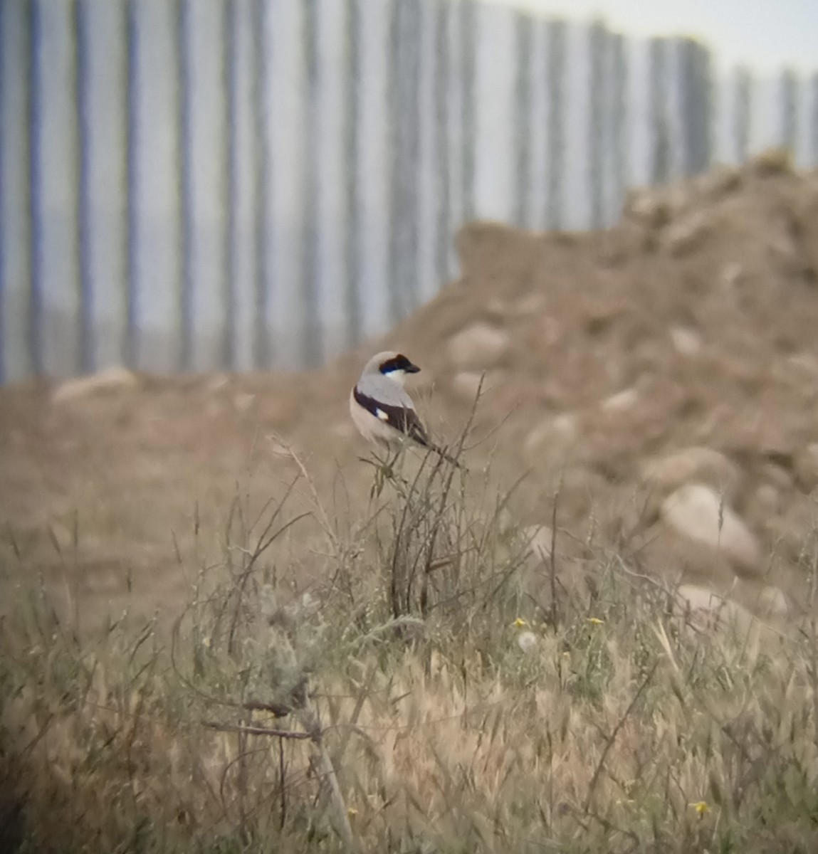 Lesser Gray Shrike - ML571217601