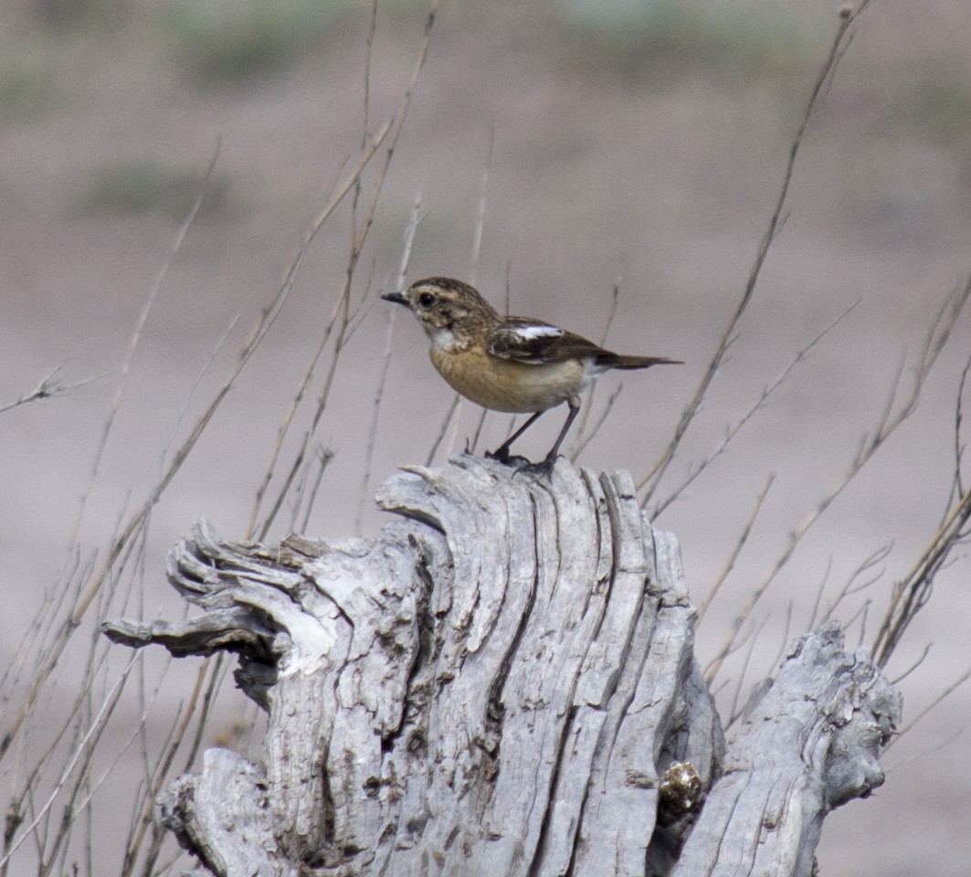 Siberian Stonechat - ML571217641