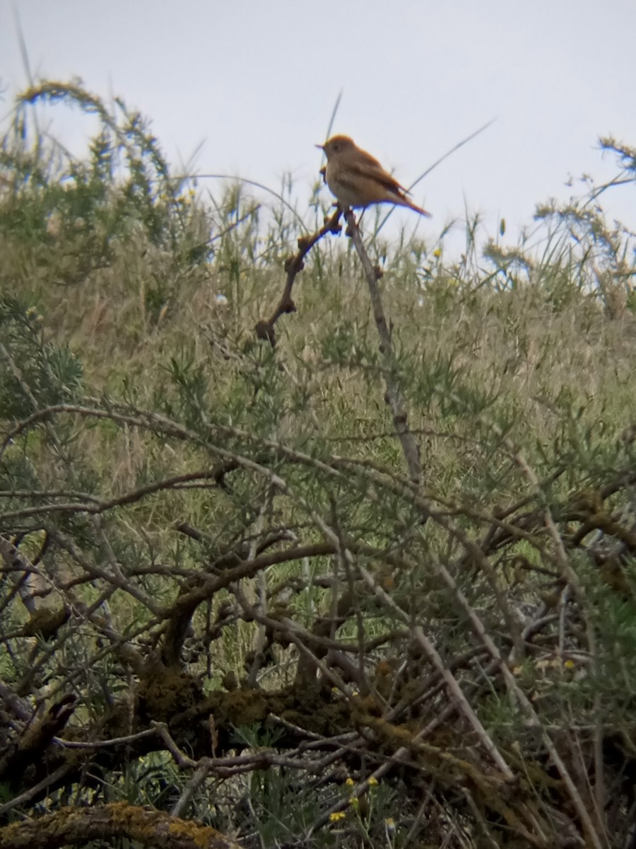 Common Redstart - ML571217841