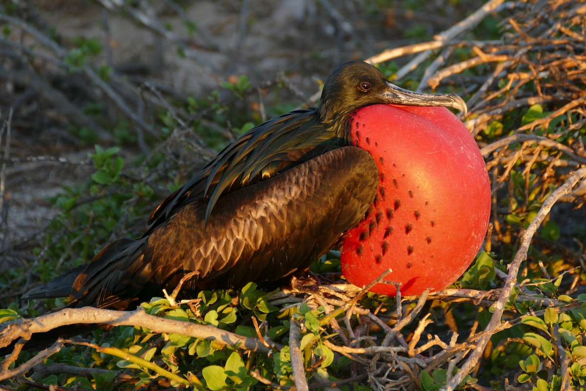 Great Frigatebird - ML57121791