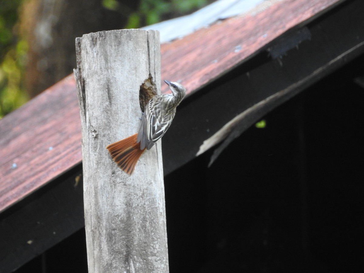 Sulphur-bellied Flycatcher - ML571217961