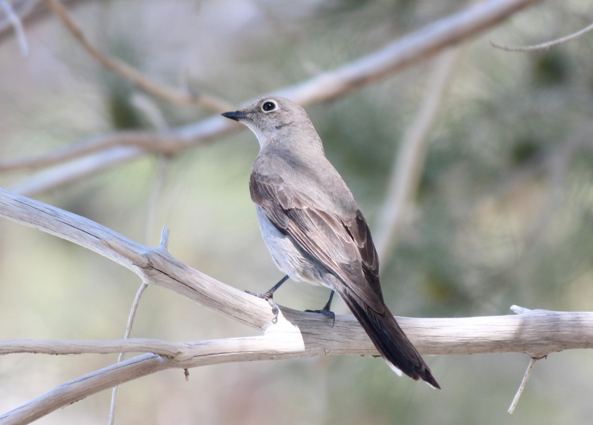 Townsend's Solitaire - Ron Hirst