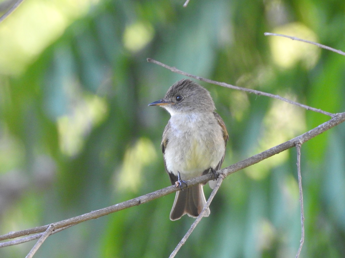 Northern Tropical Pewee - ML571219001