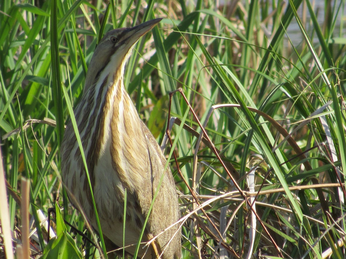 American Bittern - Roger Hedge