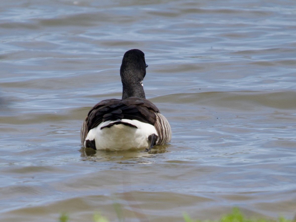 Brant (Atlantic) - ML571222641