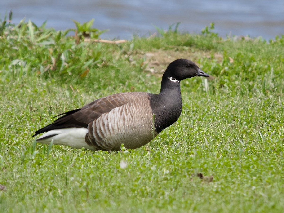 Branta musubeltza (hrota) - ML571222661