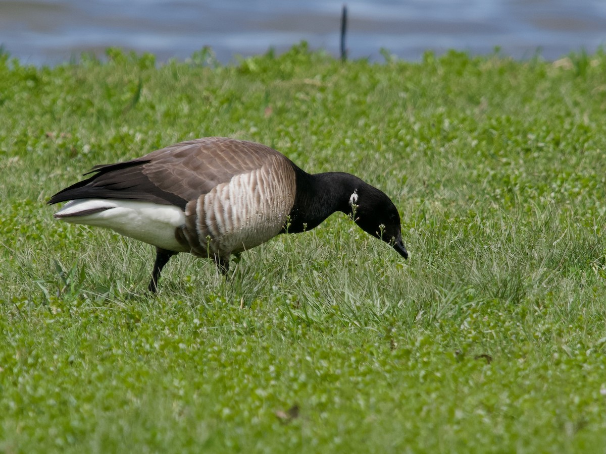 Brant (Atlantic) - ML571222691