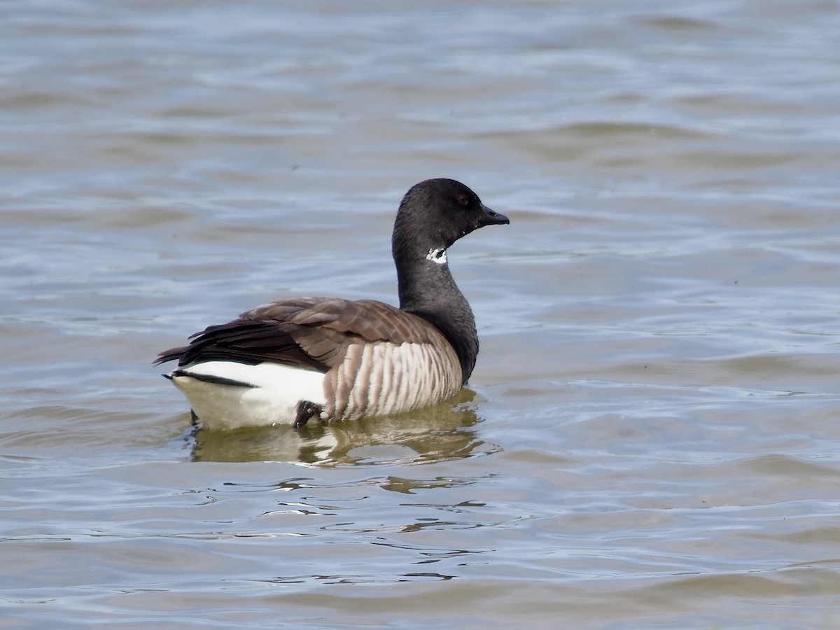 Brant (Atlantic) - ML571222701