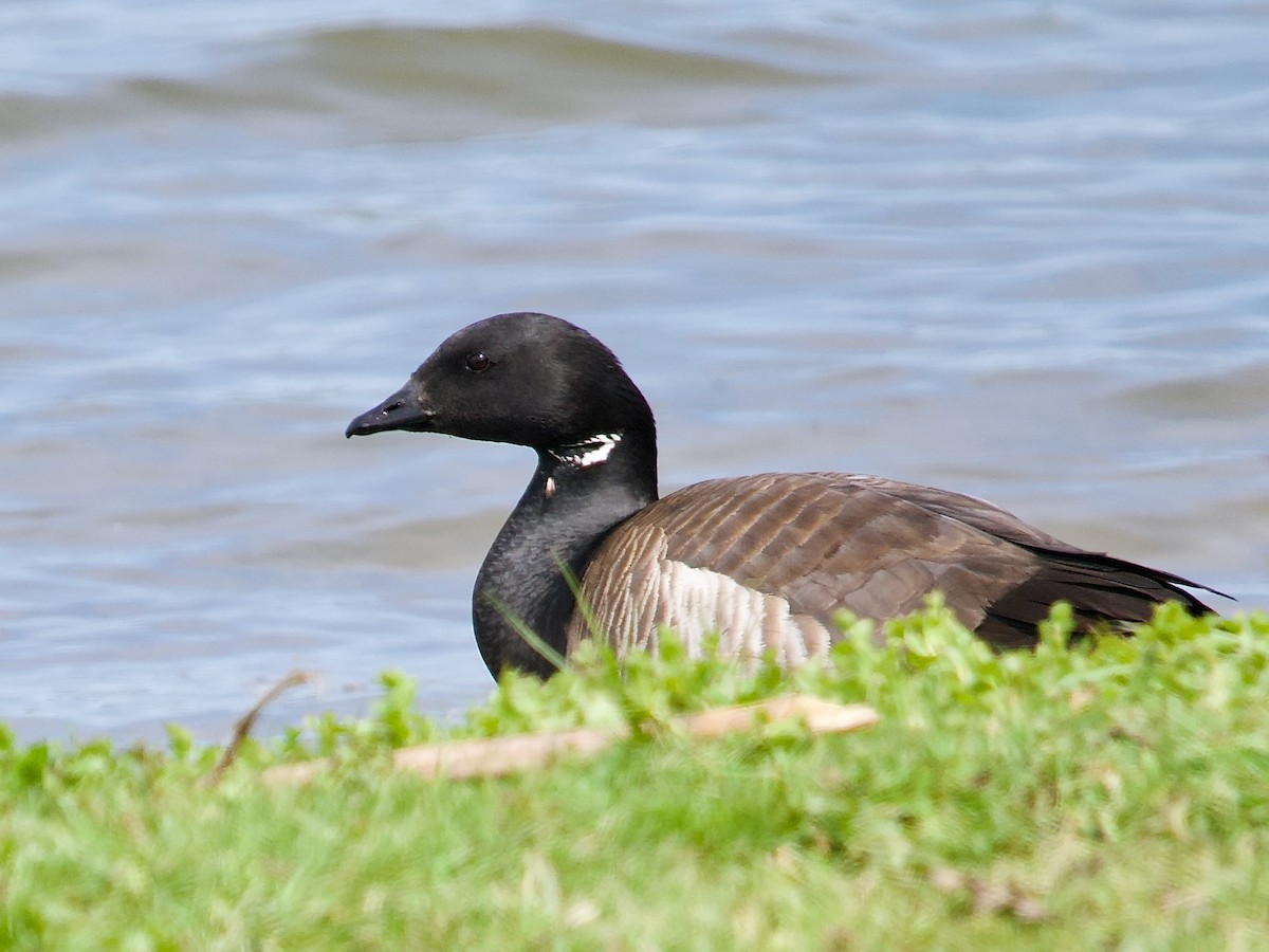 Brant (Atlantic) - ML571222711