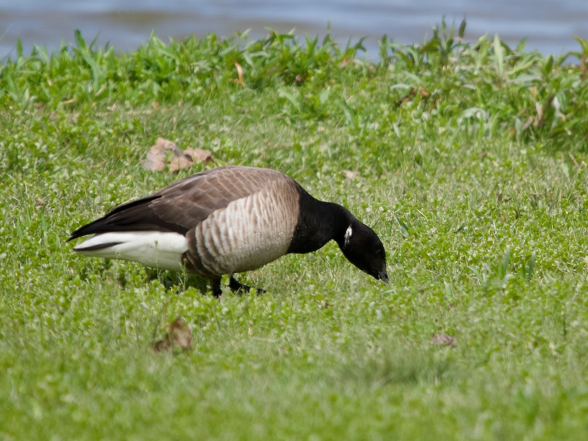 Branta musubeltza (hrota) - ML571222721