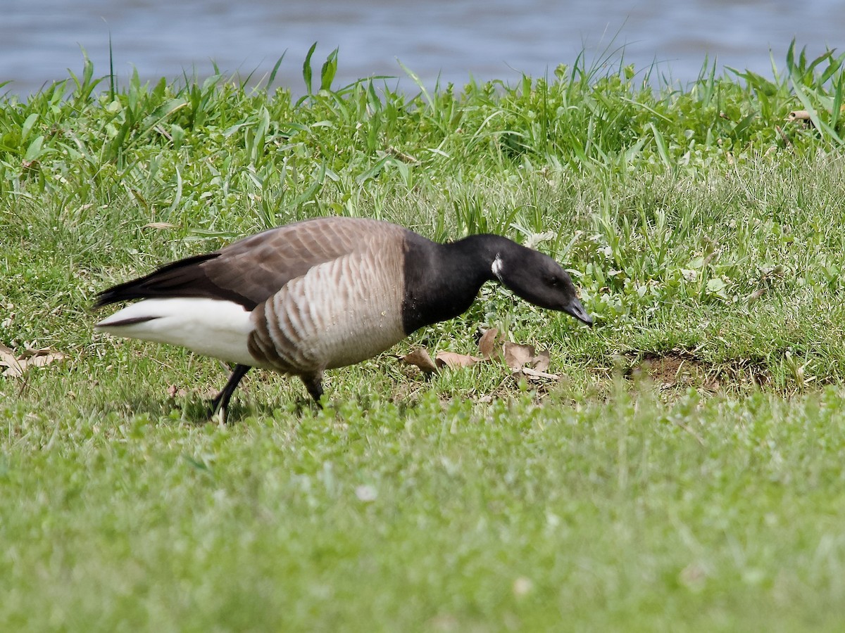 Branta musubeltza (hrota) - ML571222731