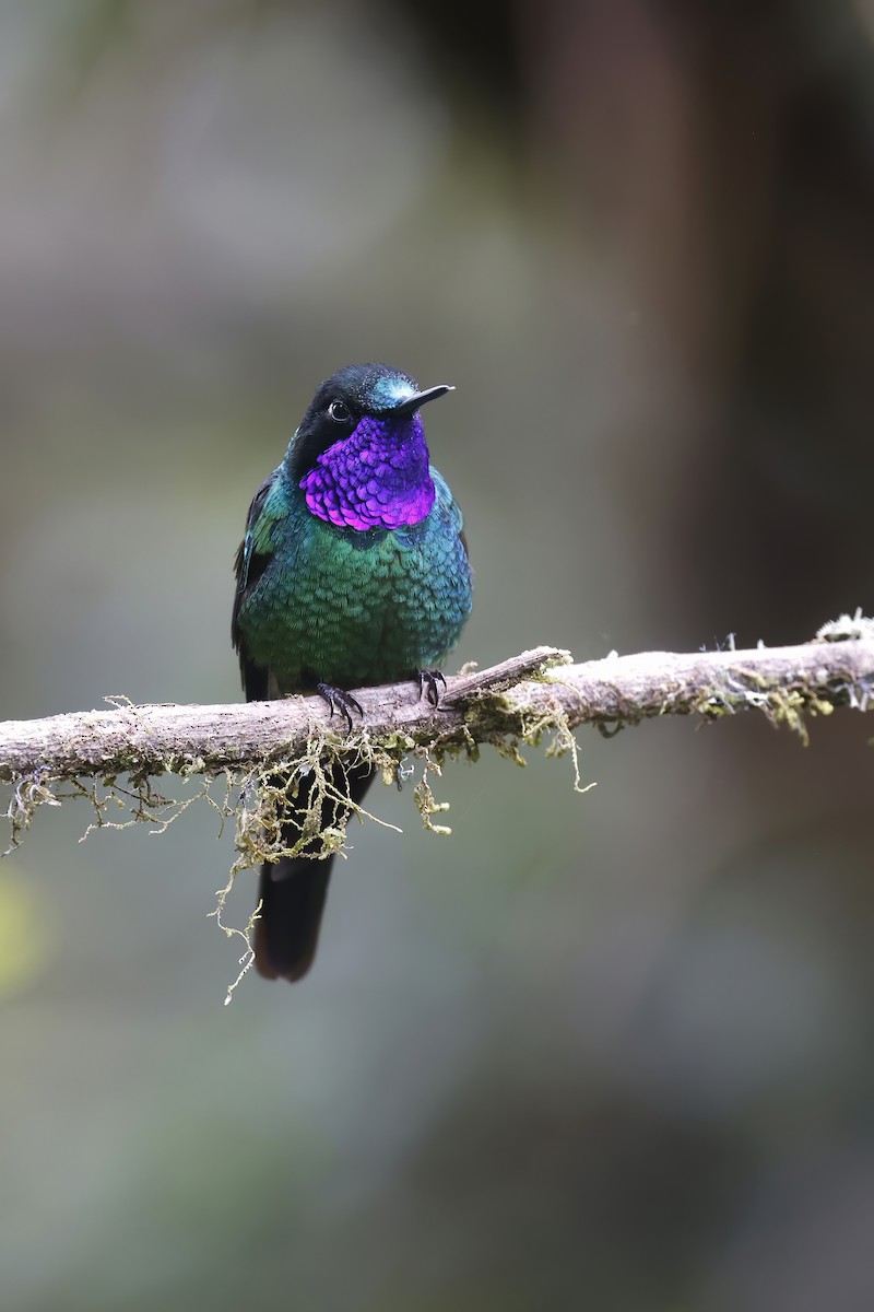 Purple-throated Sunangel (Brilliant) - Daniel Branch