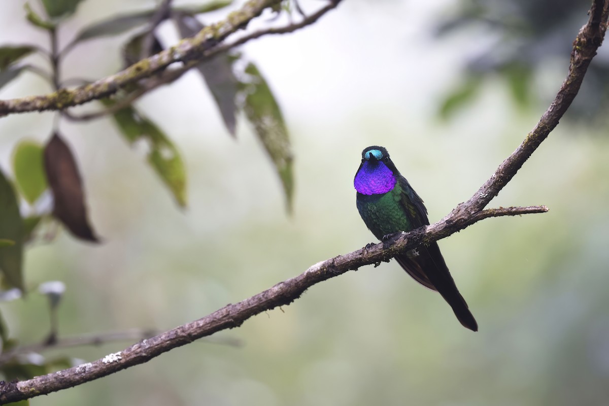 Purple-throated Sunangel (Brilliant) - ML571223021