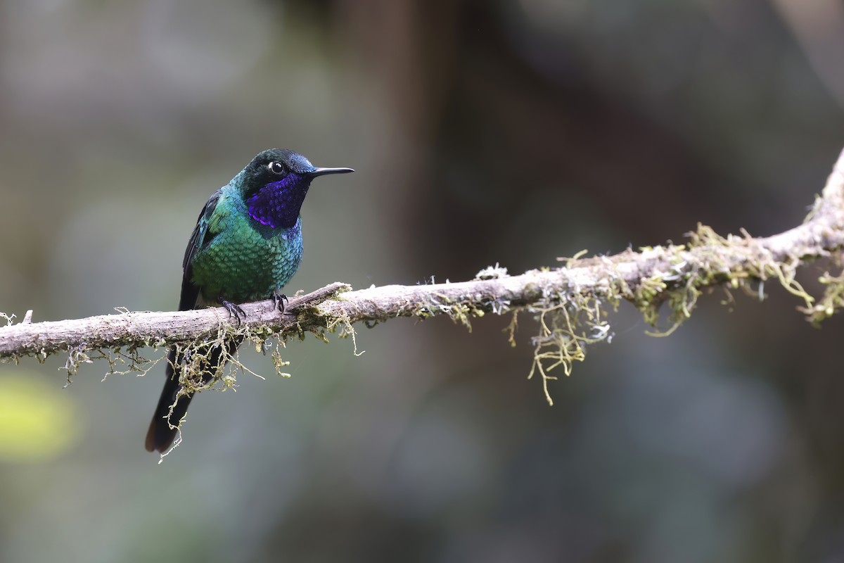 Purple-throated Sunangel (Brilliant) - ML571223051