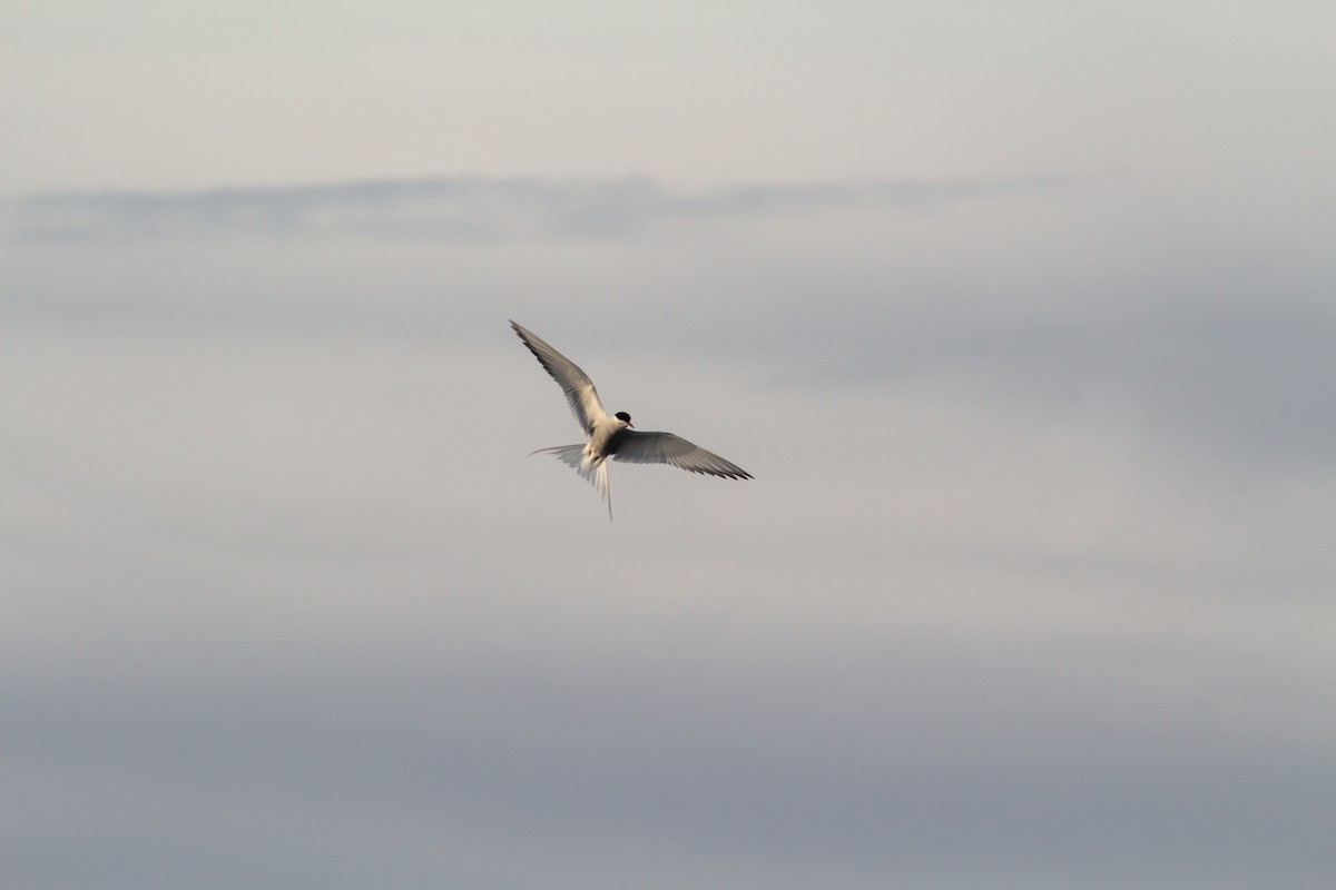 Arctic Tern - Justin Saunders
