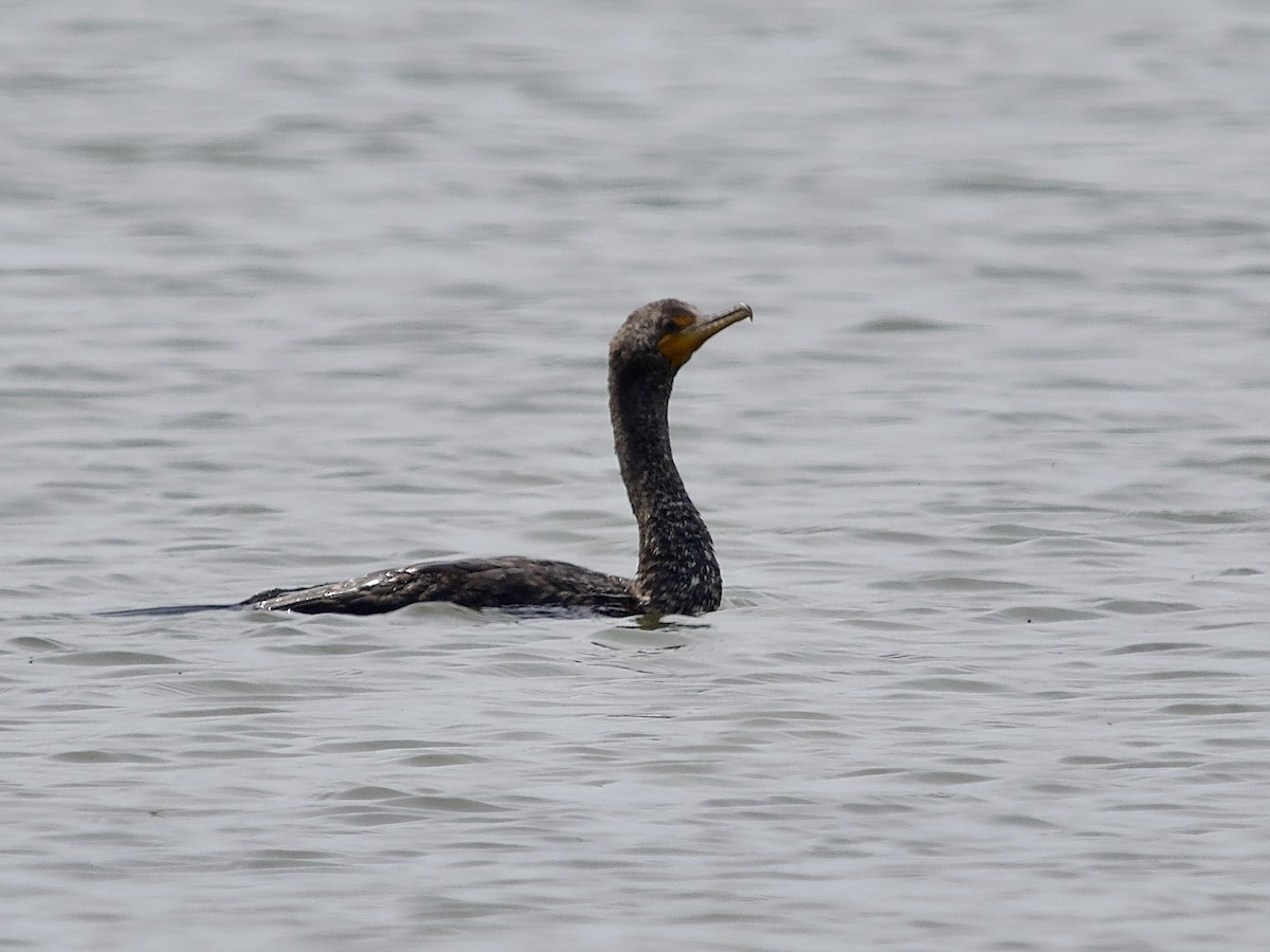 Double-crested Cormorant - David McCartt