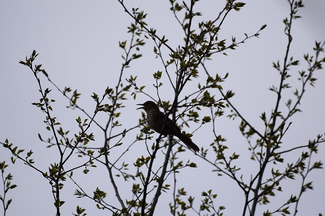 Brown Thrasher - ML57122411