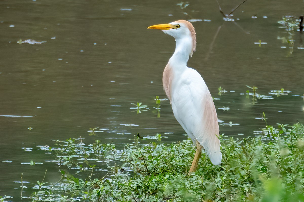 Чапля єгипетська (підвид ibis) - ML571225121