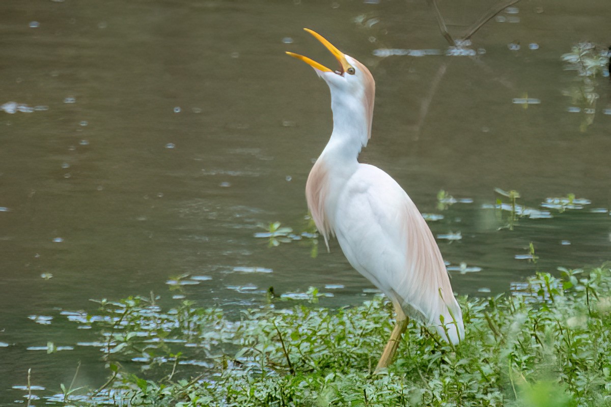 Чапля єгипетська (підвид ibis) - ML571225151
