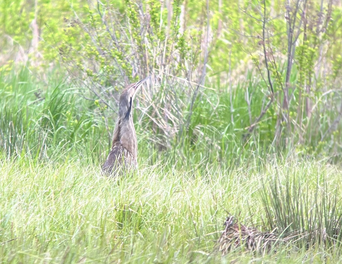 American Bittern - ML571225381