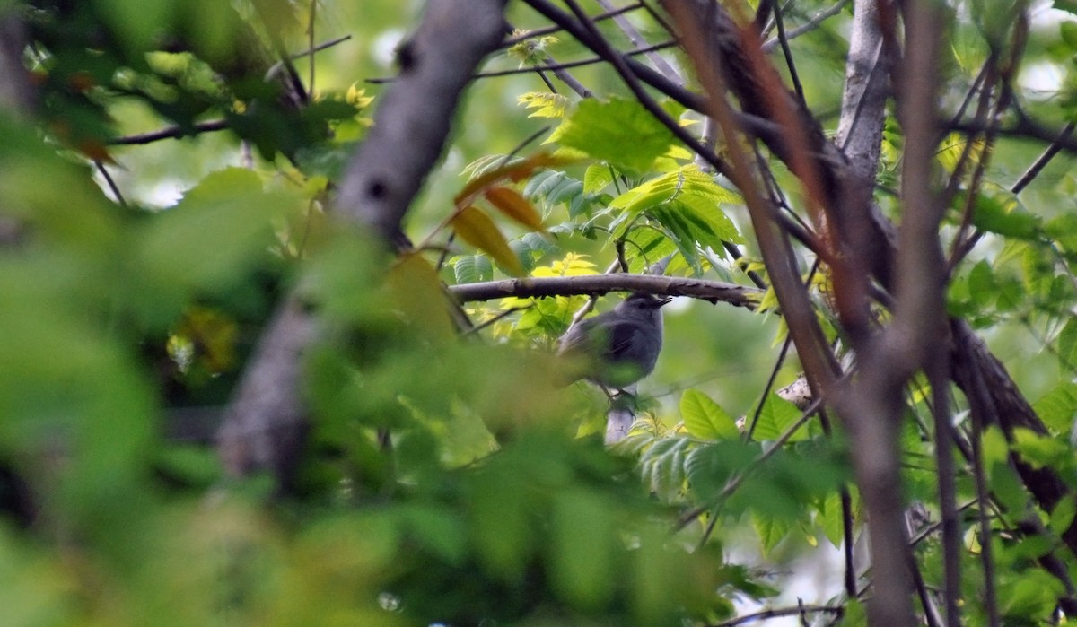 Gray Catbird - ML57122571