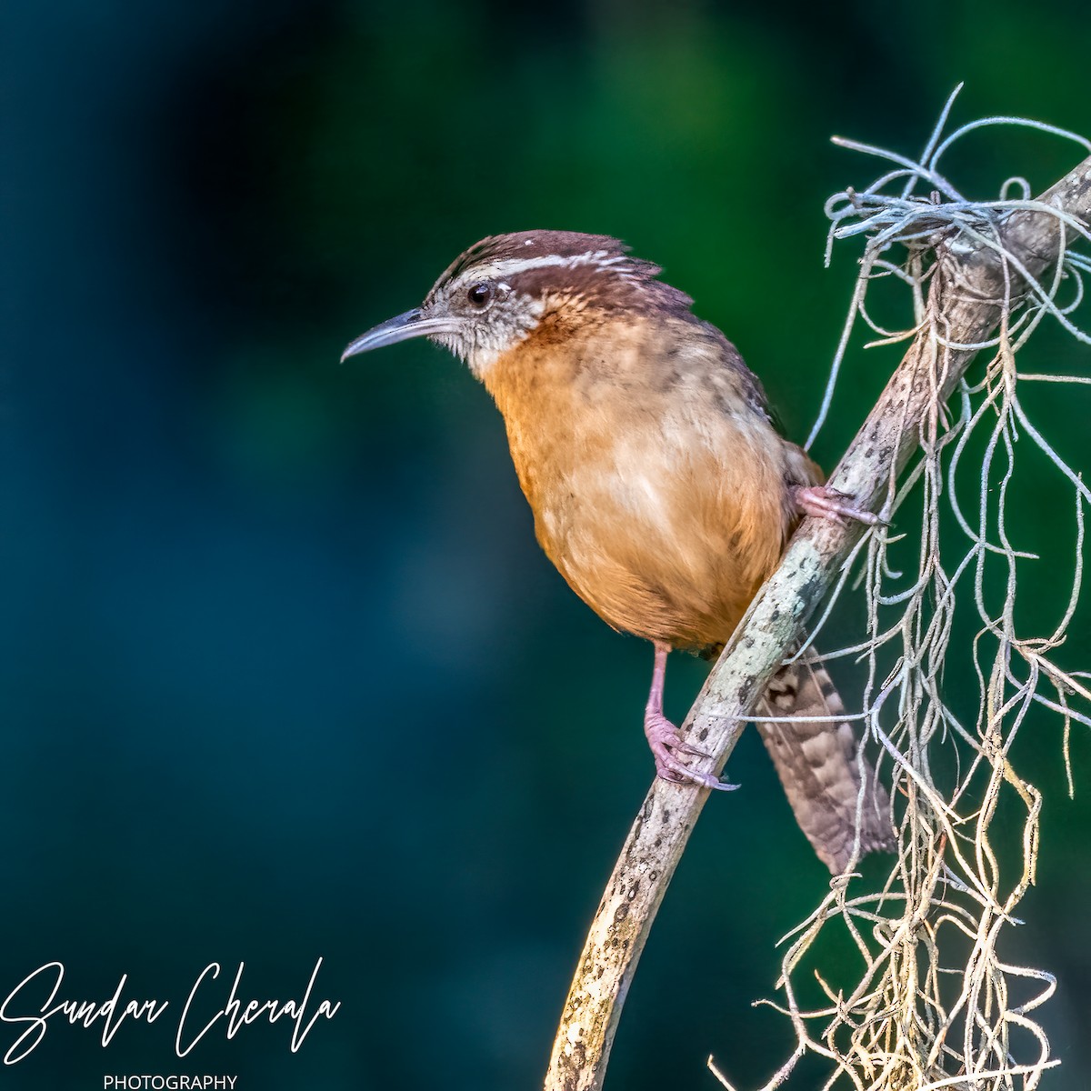 Carolina Wren - ML571226221