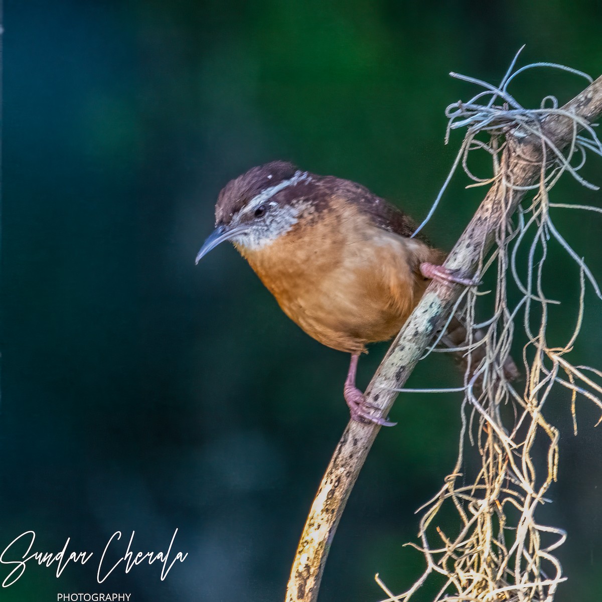 Carolina Wren - ML571226231