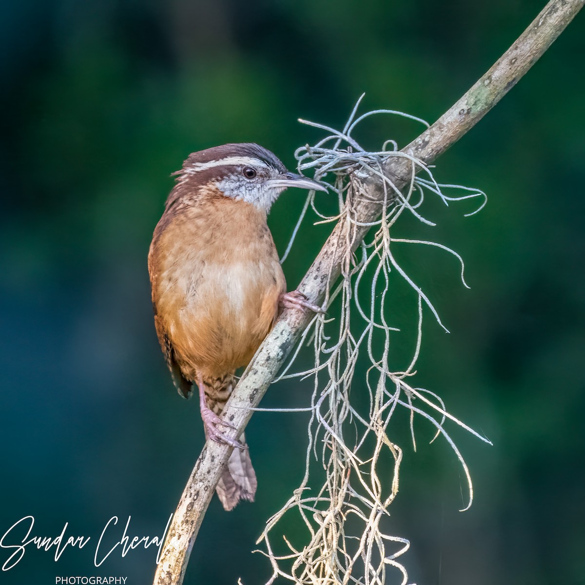 Carolina Wren - ML571226241