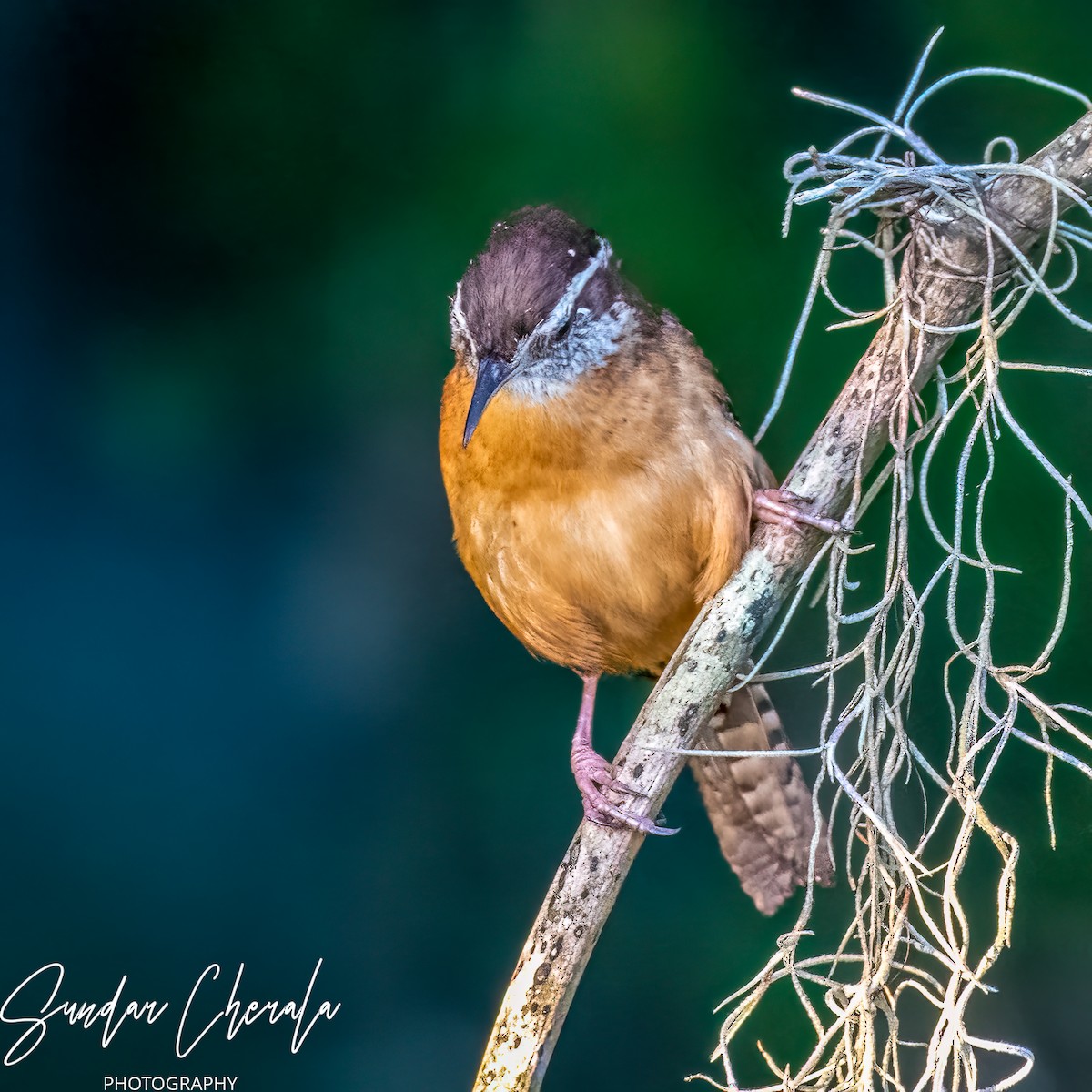 Carolina Wren - ML571226251