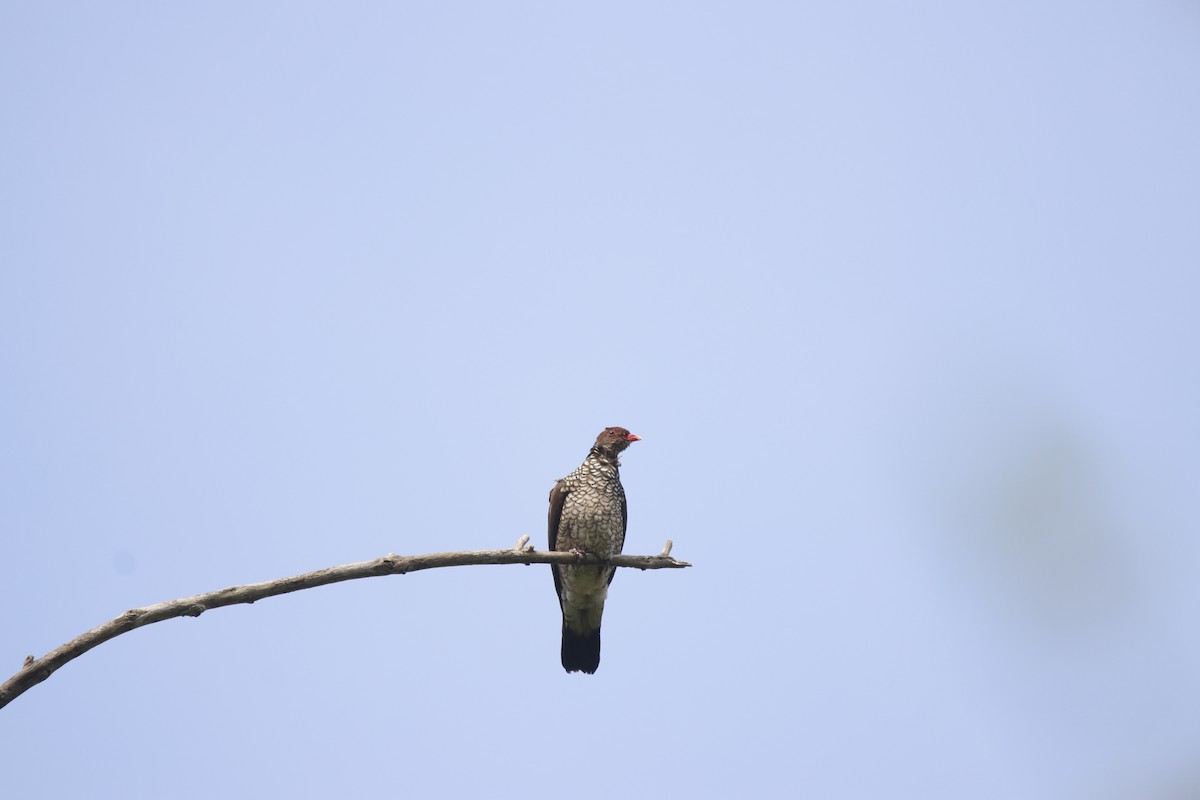 Scaled Pigeon - ML571229911