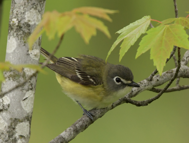 Blue-headed Vireo - ML571230931