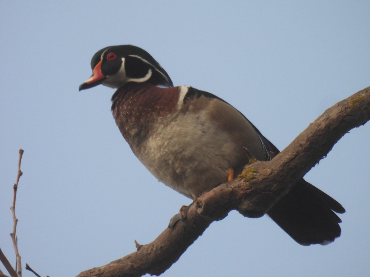 Wood Duck - Gregory Russo