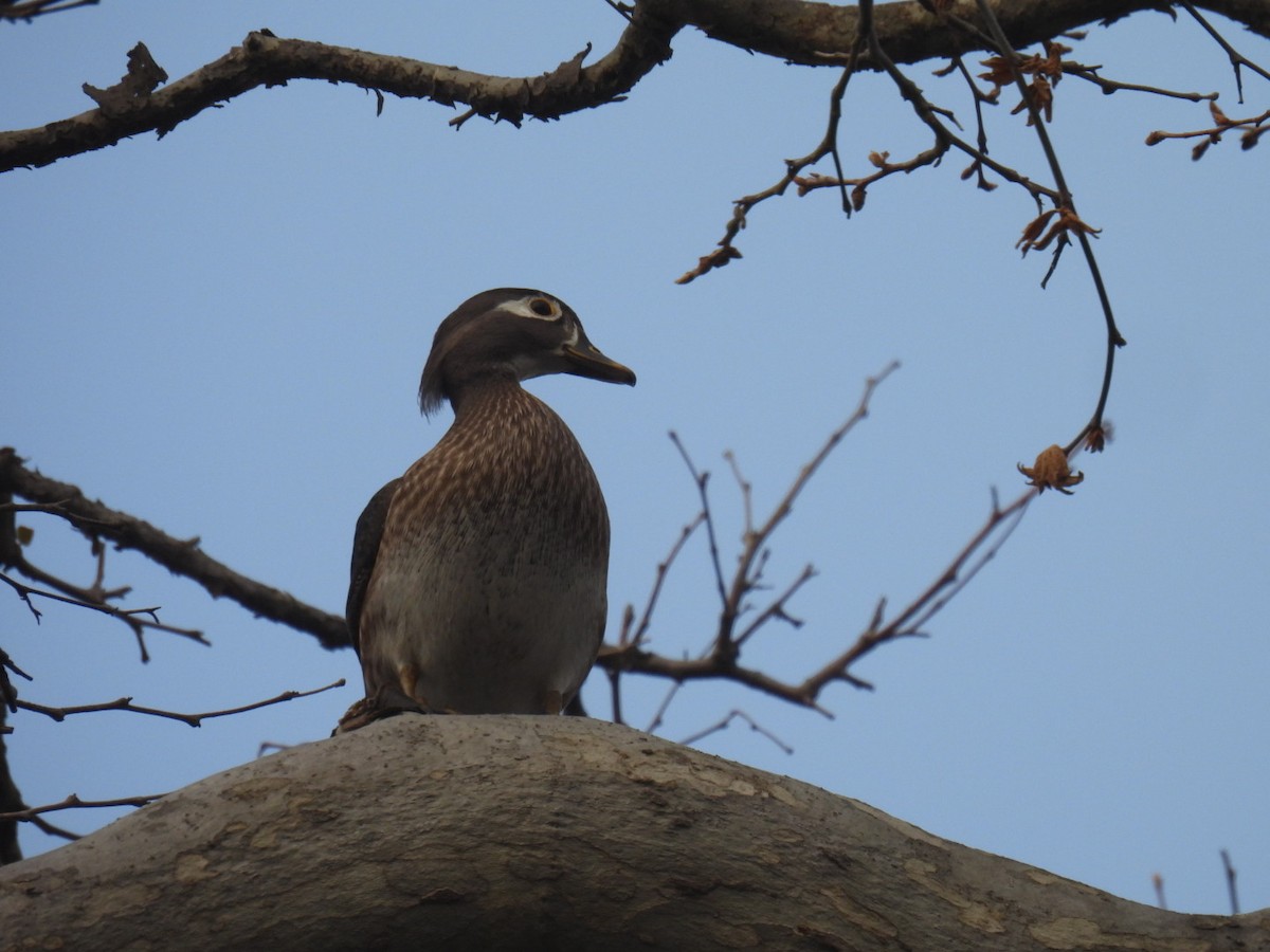 Wood Duck - Gregory Russo