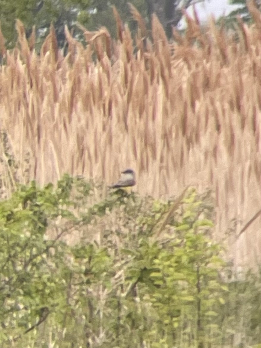 Western Kingbird - ML571231861