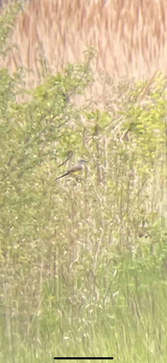 Western Kingbird - ML571231901