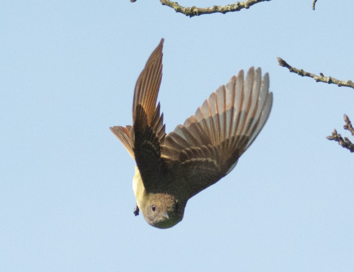 Great Crested Flycatcher - ML571232401