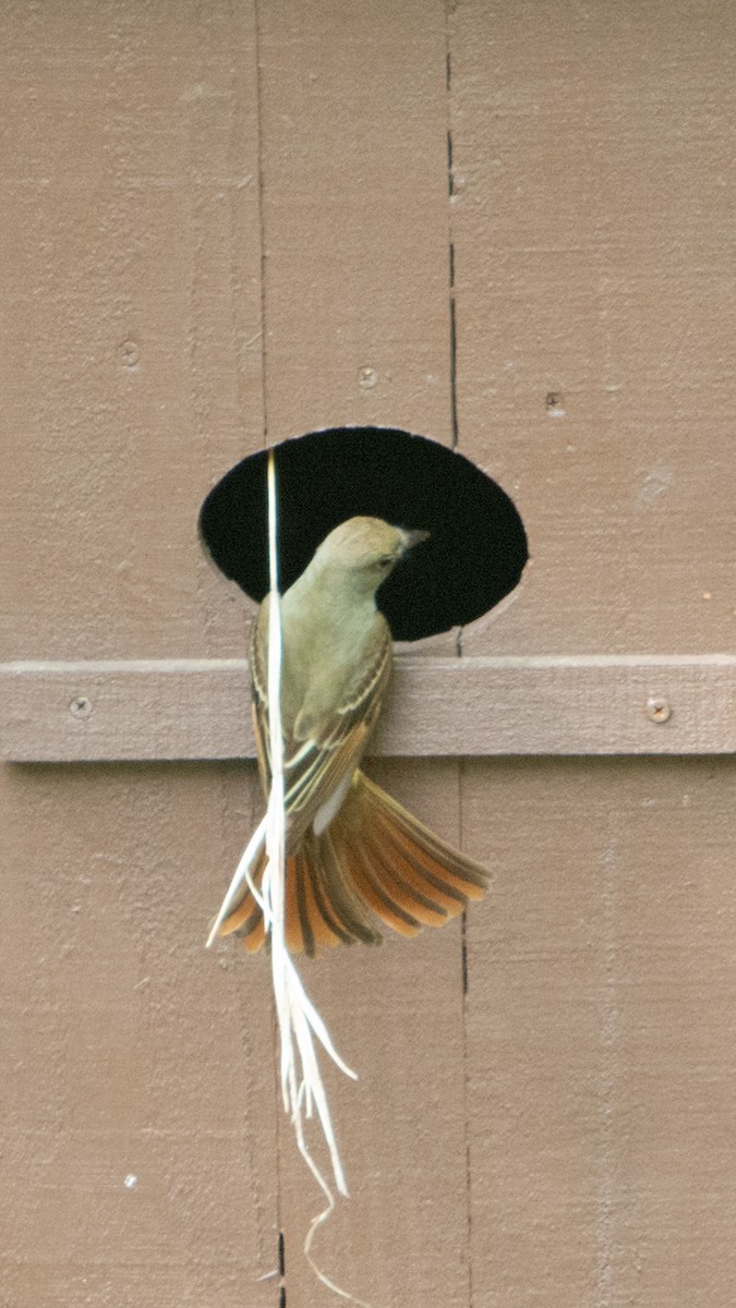 Great Crested Flycatcher - ML571232441